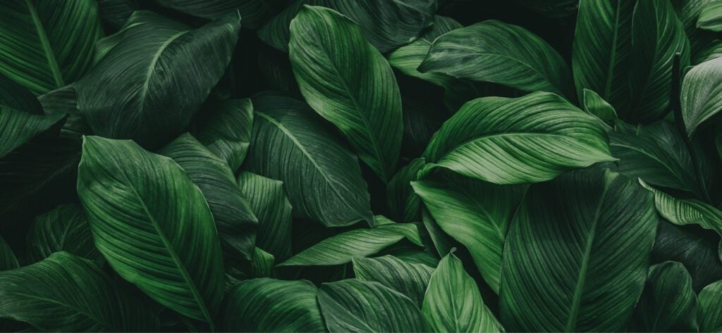 Leaves Background